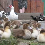 农家乐 Zoopark Zelcin Mělník